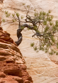 Zion NP